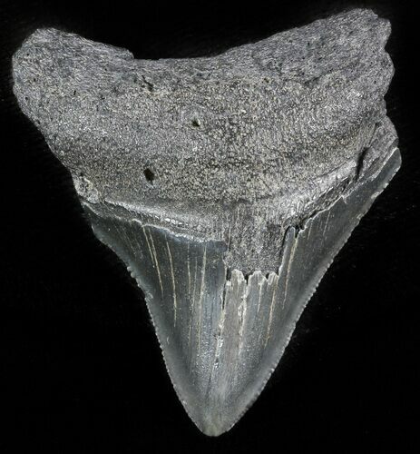 Bargain Megalodon Tooth - South Carolina #47244